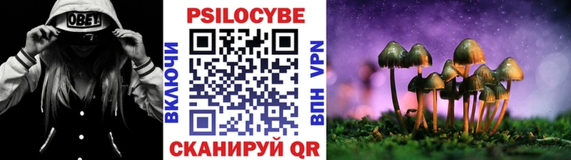 закладки Цимлянск Галлюциногенные грибы Psilocybine cubensis